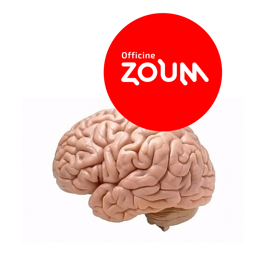 https://www.officinezoum.it/wp-content/uploads/2022/07/cervello.jpg