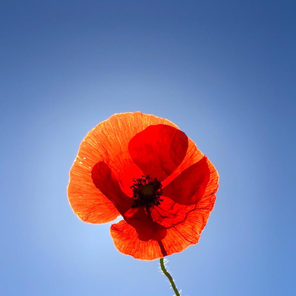 https://www.officinezoum.it/wp-content/uploads/2022/07/fiore.jpg
